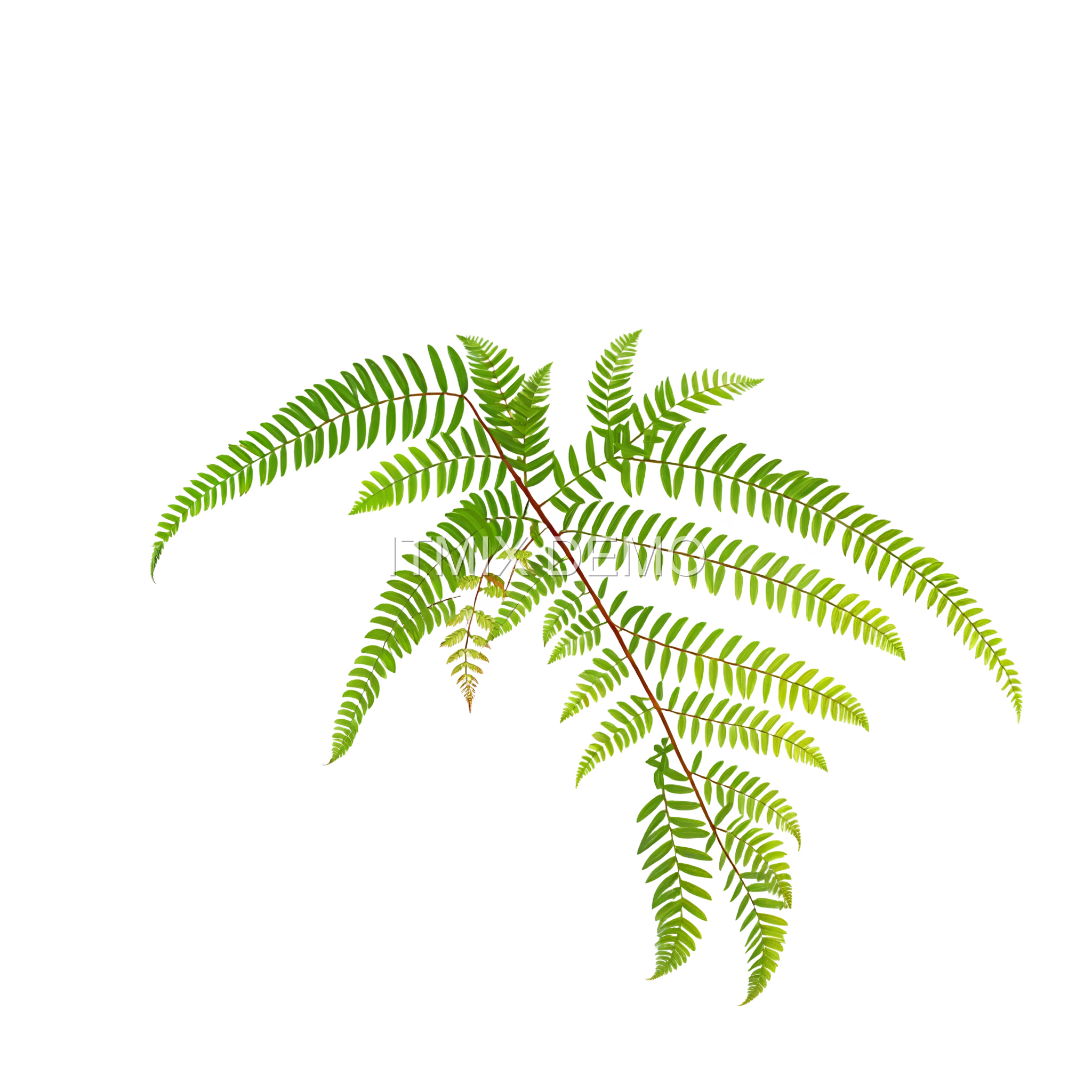 BOTANY PACK 02 — Ferns - Image 3