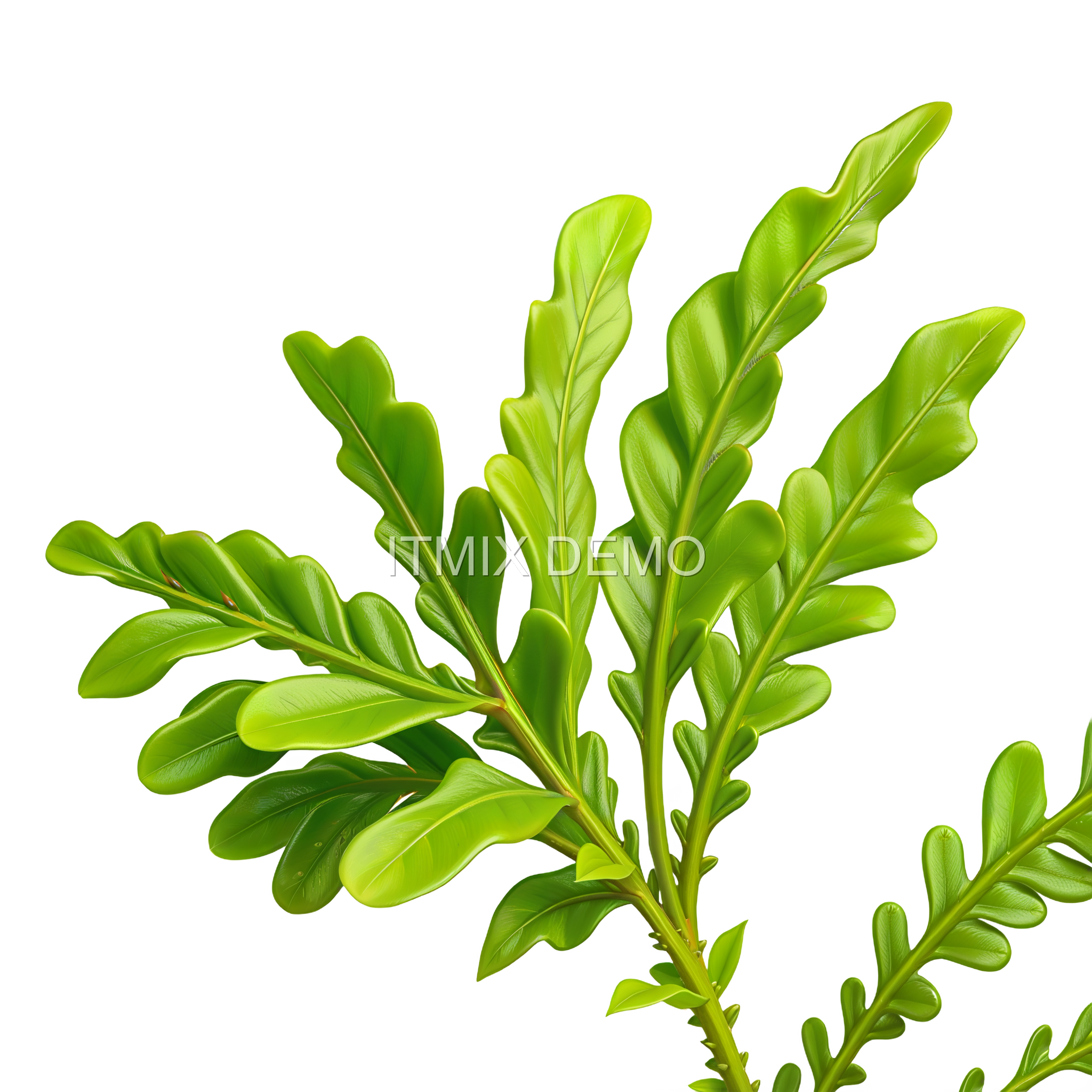 BOTANY PACK 02 — Ferns - Image 4