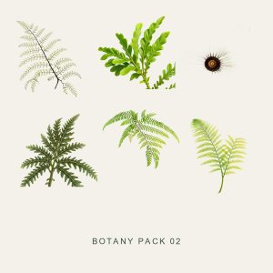 BOTANY PACK 02 — Ferns