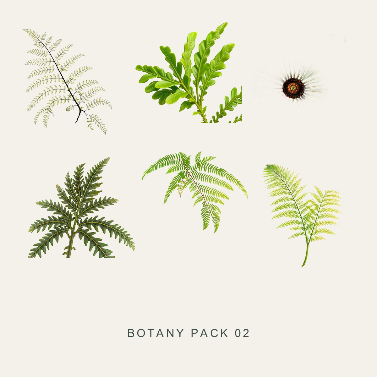 BOTANY PACK 02 — Ferns