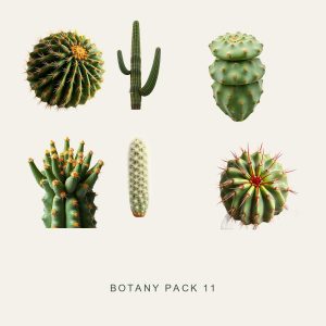 BOTANY PACK 11 — Classic Cacti