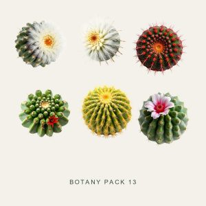 BOTANY PACK 13 — Small Cacti