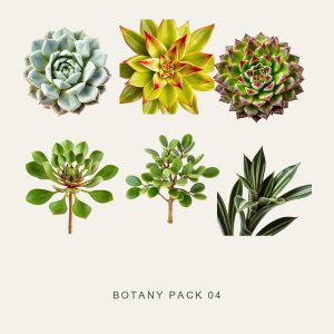 BOTANY PACK 04 — Rosette Succulents
