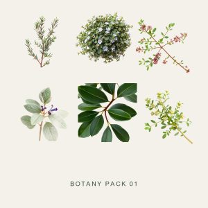 BOTANY PACK 01 — Mediterranean Herbs