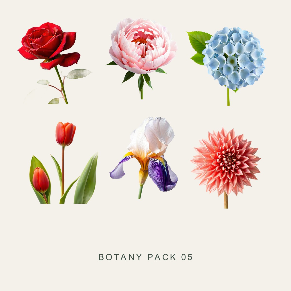 BOTANY PACK 05 — Garden Flowers