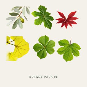 BOTANY PACK 06 — Tree Leaves