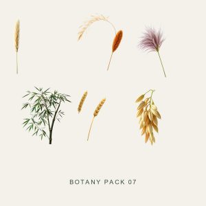 BOTANY PACK 07 — Ornamental Grasses
