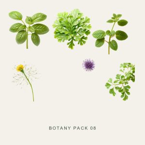 BOTANY PACK 08 — Culinary Herbs