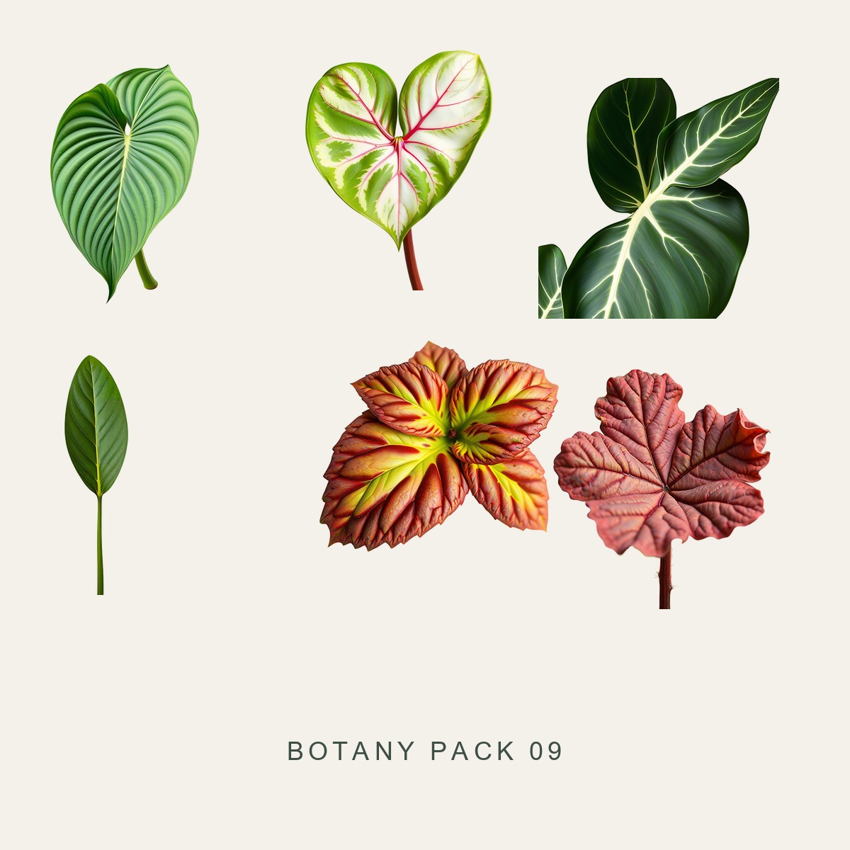 BOTANY PACK 09 — Shade Foliage